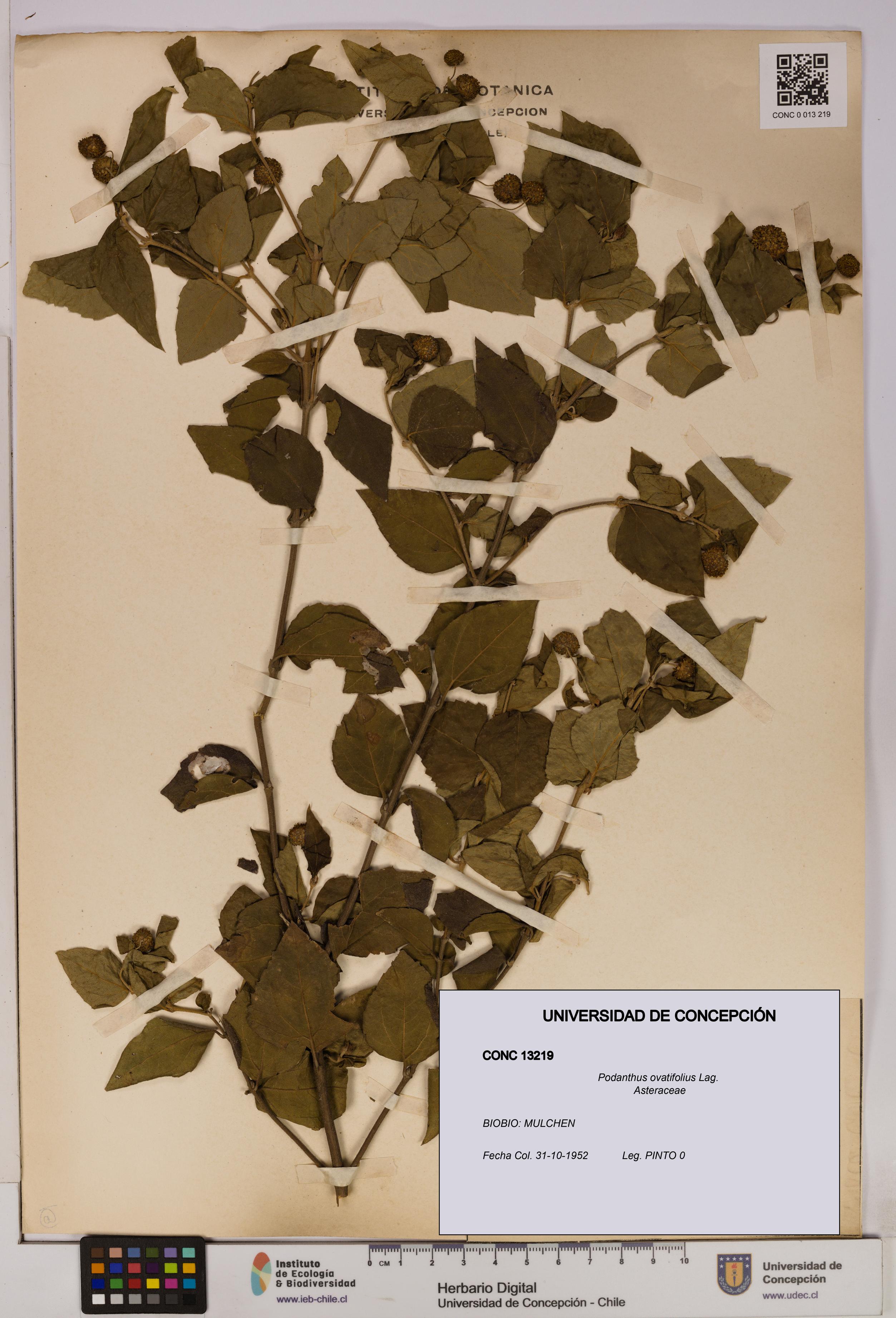 Podanthus ovatifolius [Espécimen: ]