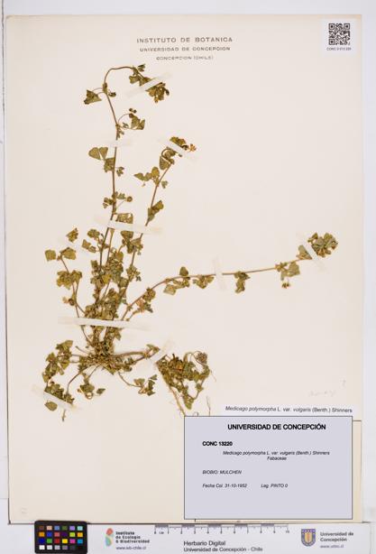 Medicago polymorpha var. vulgaris [Espécimen: ]