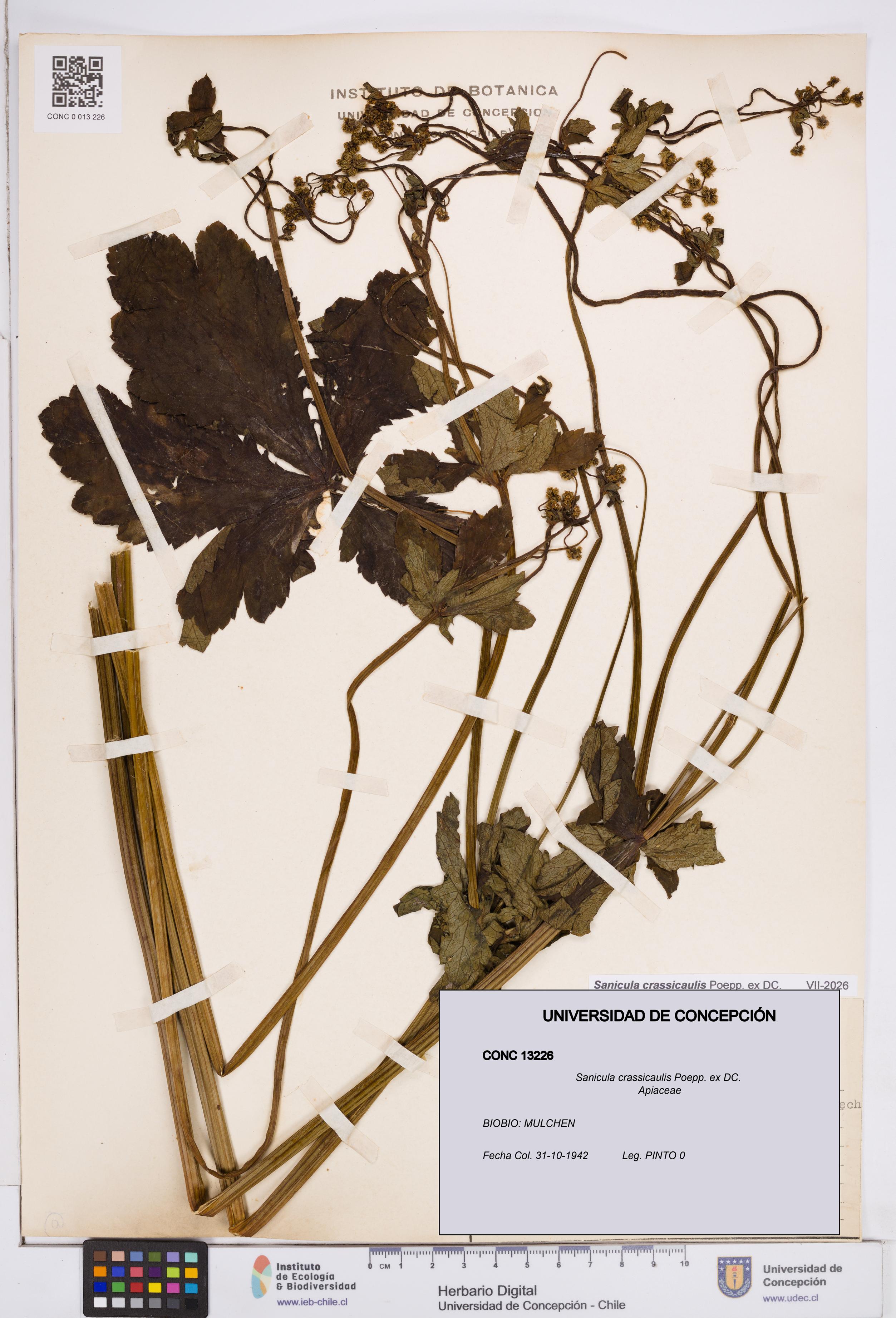 Sanicula crassicaulis [Espécimen: ]