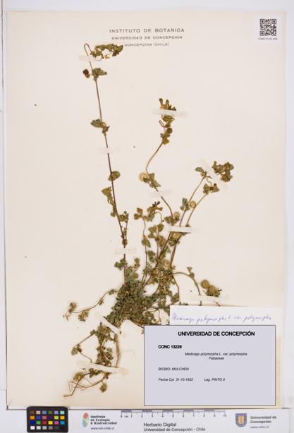 Medicago polymorpha var. polymorpha [Espécimen: ]