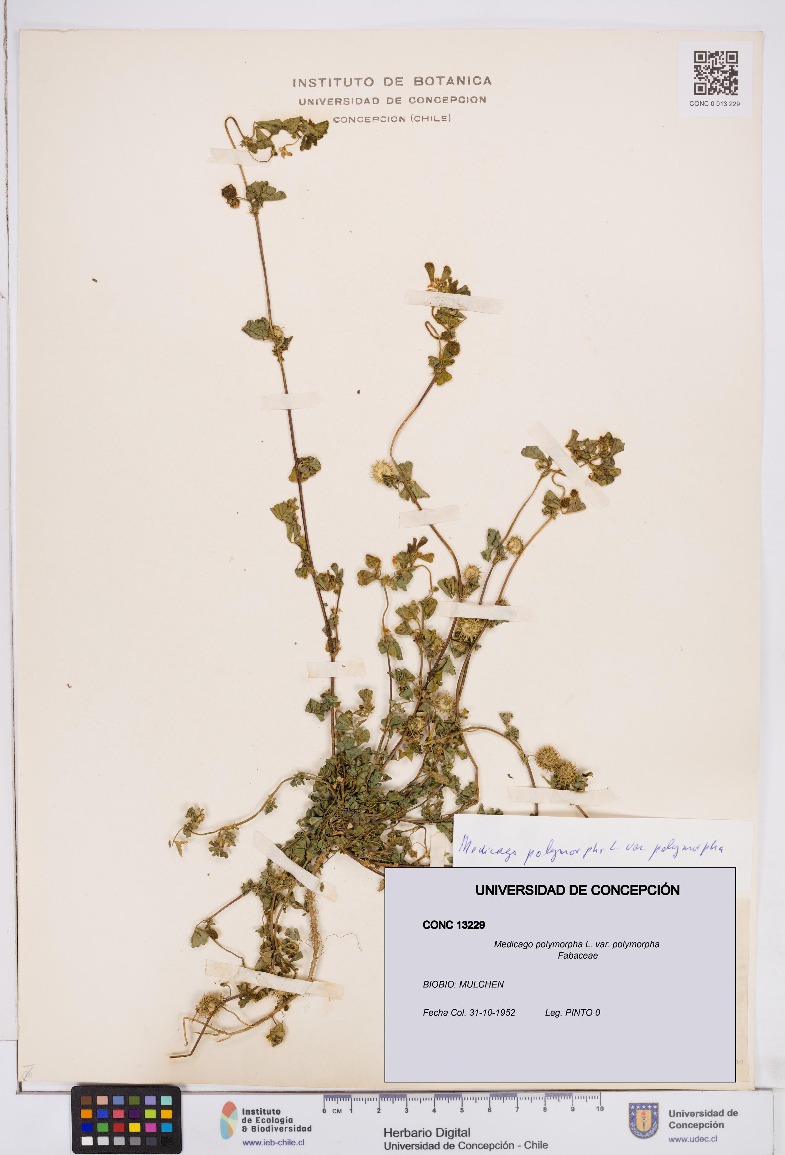 Medicago polymorpha var. polymorpha [Espécimen: ]