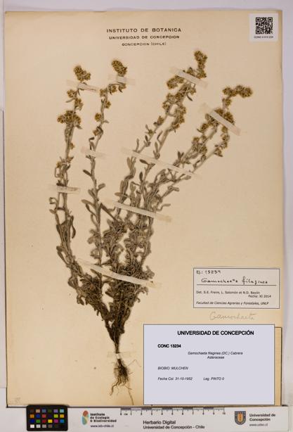 Gamochaeta filaginea [Espécimen: UDEC:CONC:0013234]