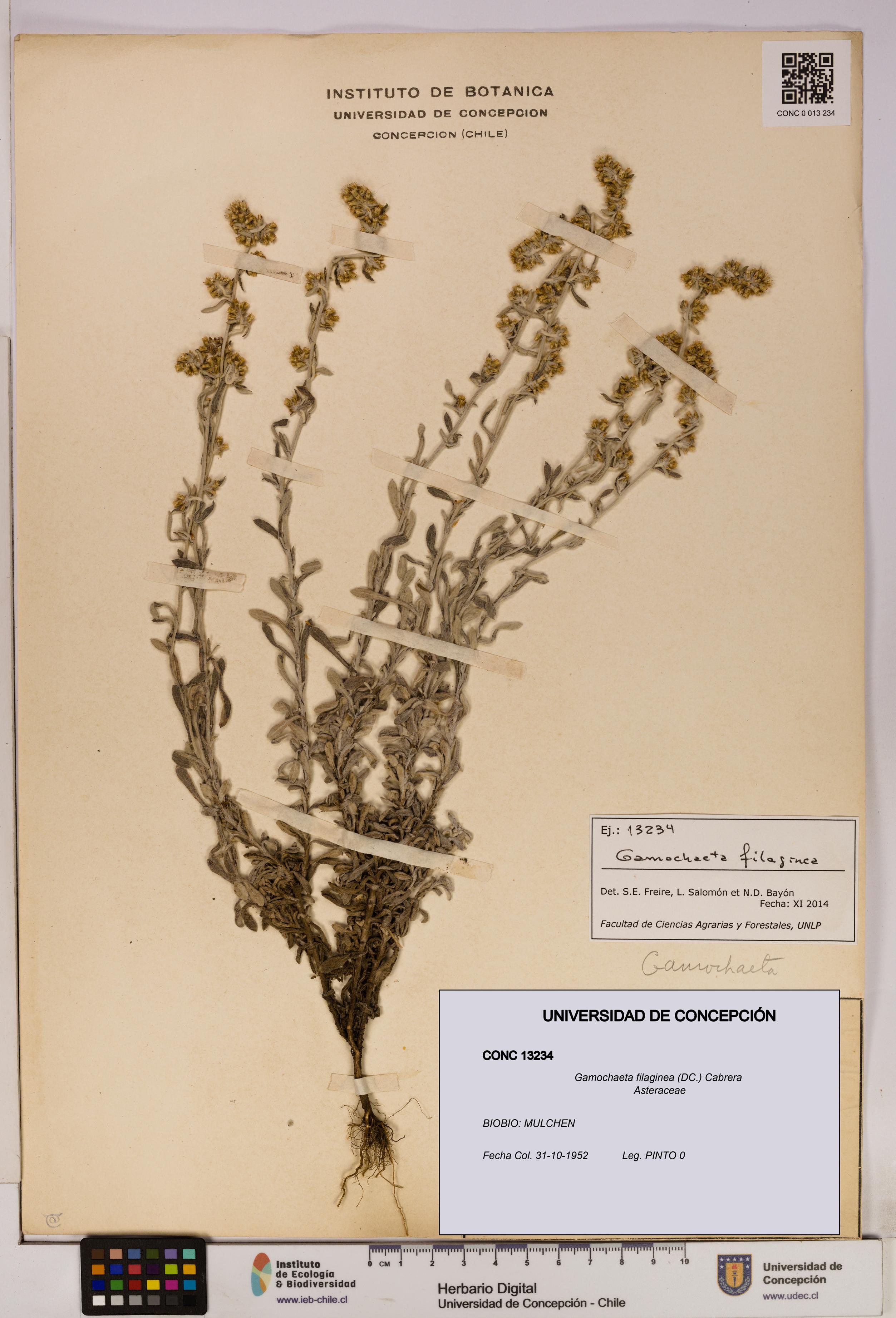 Gamochaeta filaginea [Espécimen: UDEC:CONC:0013234]
