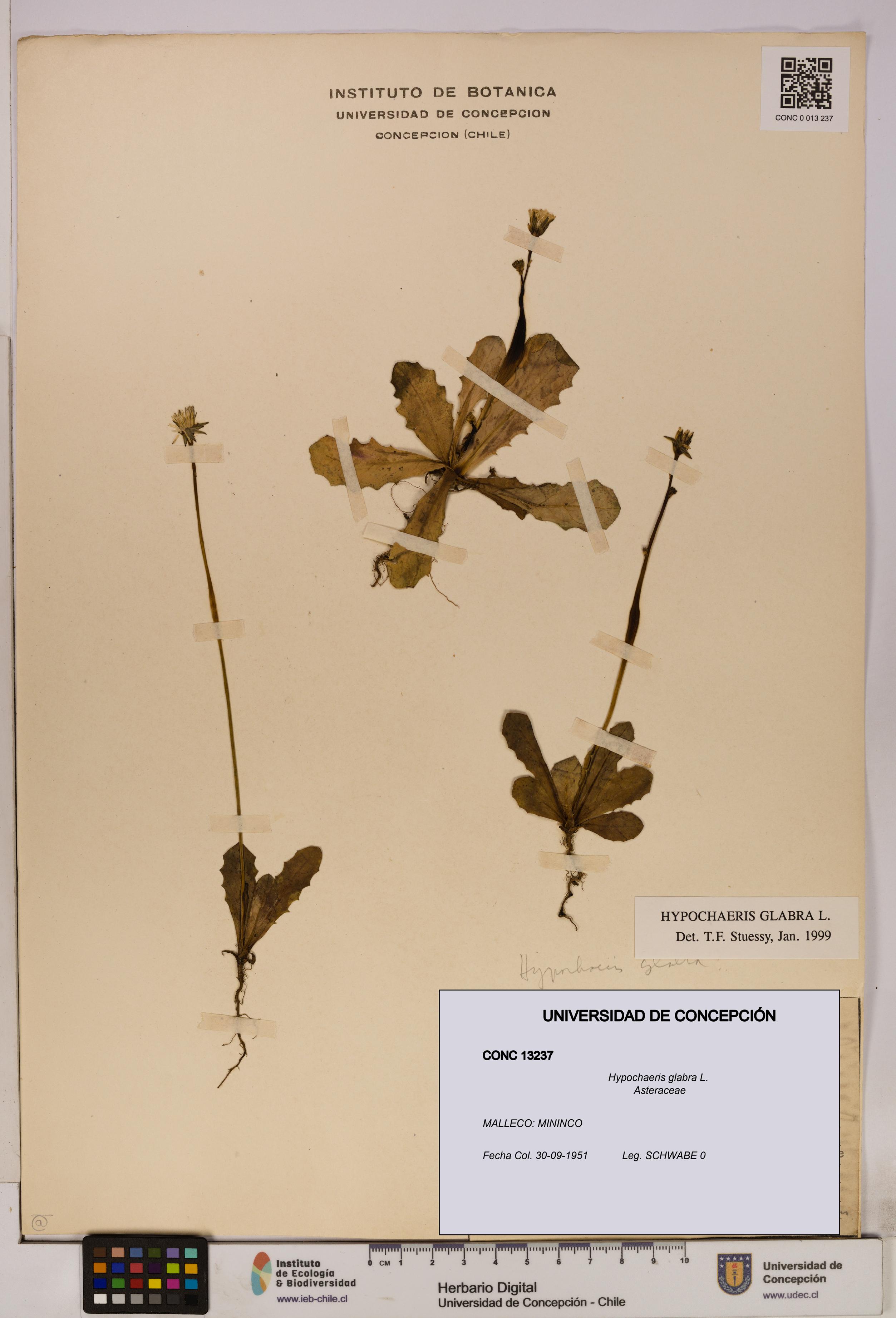 Hypochaeris glabra [Espécimen: UDEC:CONC:0013237]