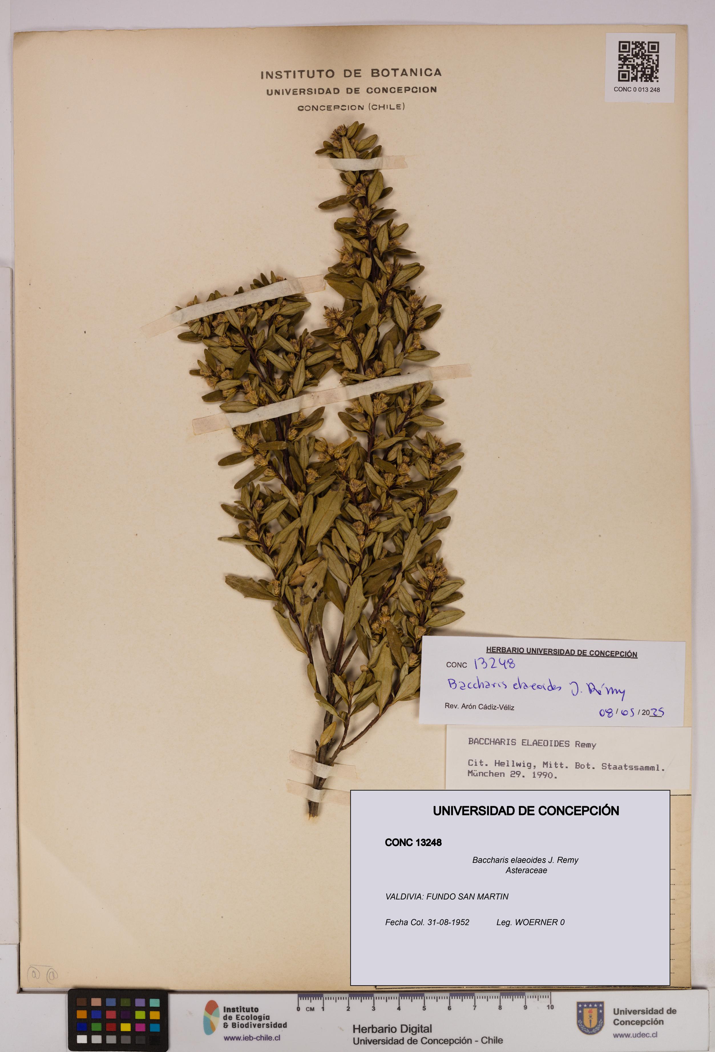 Baccharis elaeoides [Espécimen: UDEC:CONC:0013248]