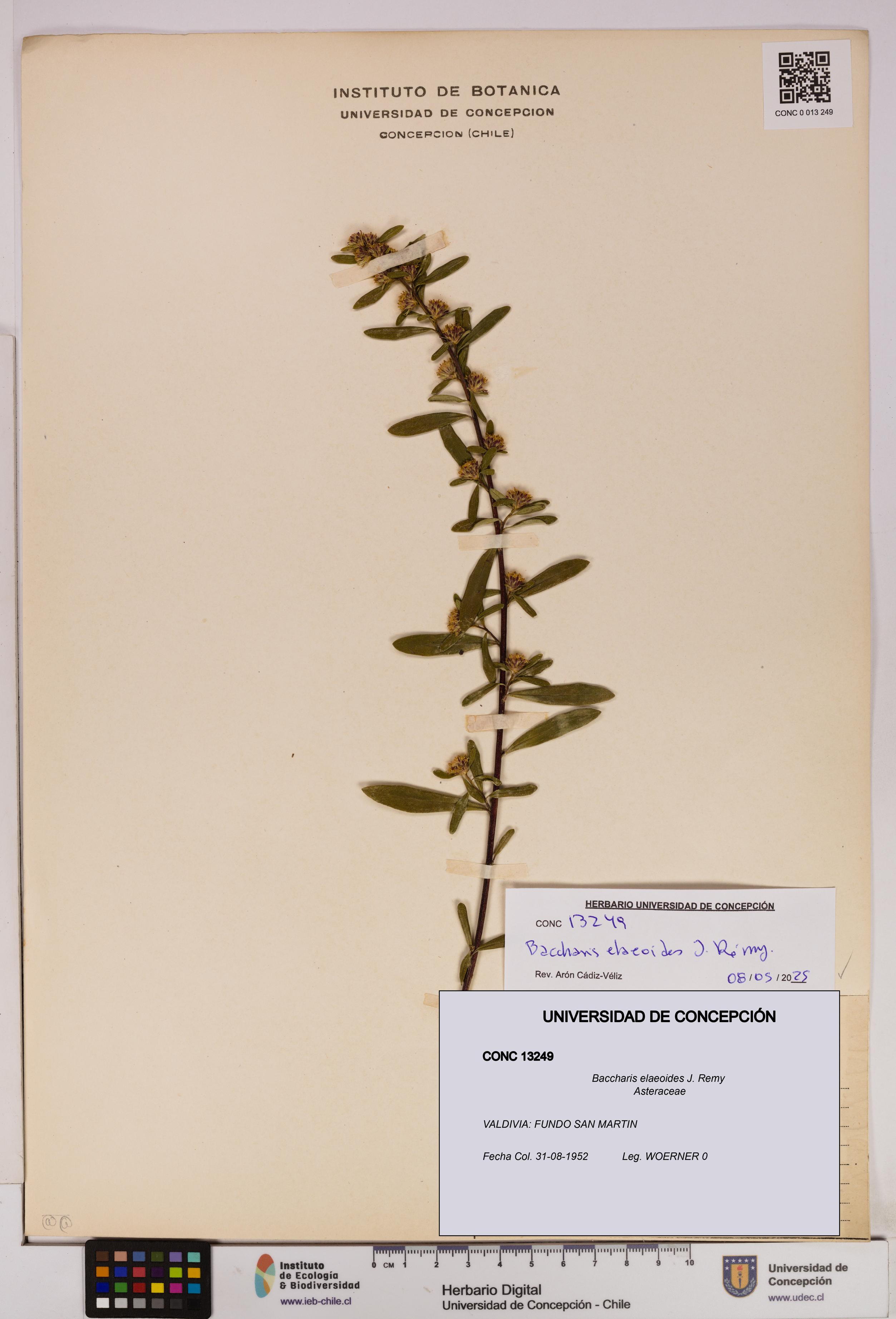 Baccharis elaeoides [Espécimen: UDEC:CONC:0013249]
