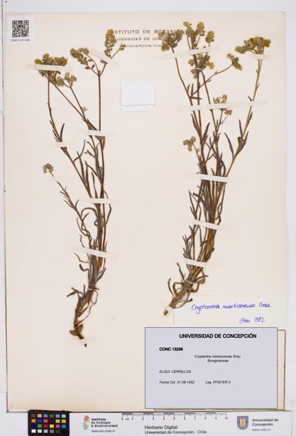 Cryptantha marticorenae [Espécimen: ]