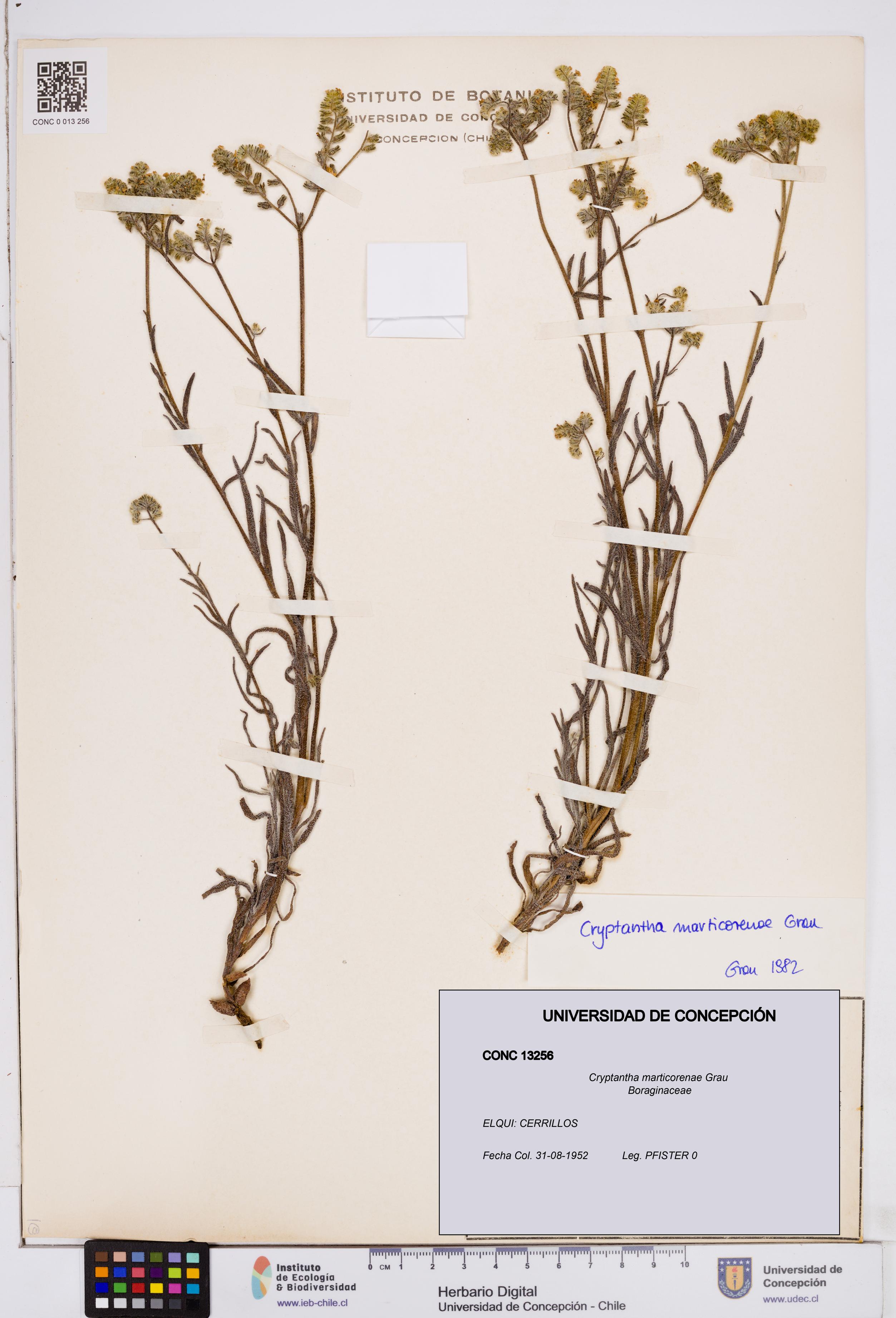 Cryptantha marticorenae [Espécimen: ]