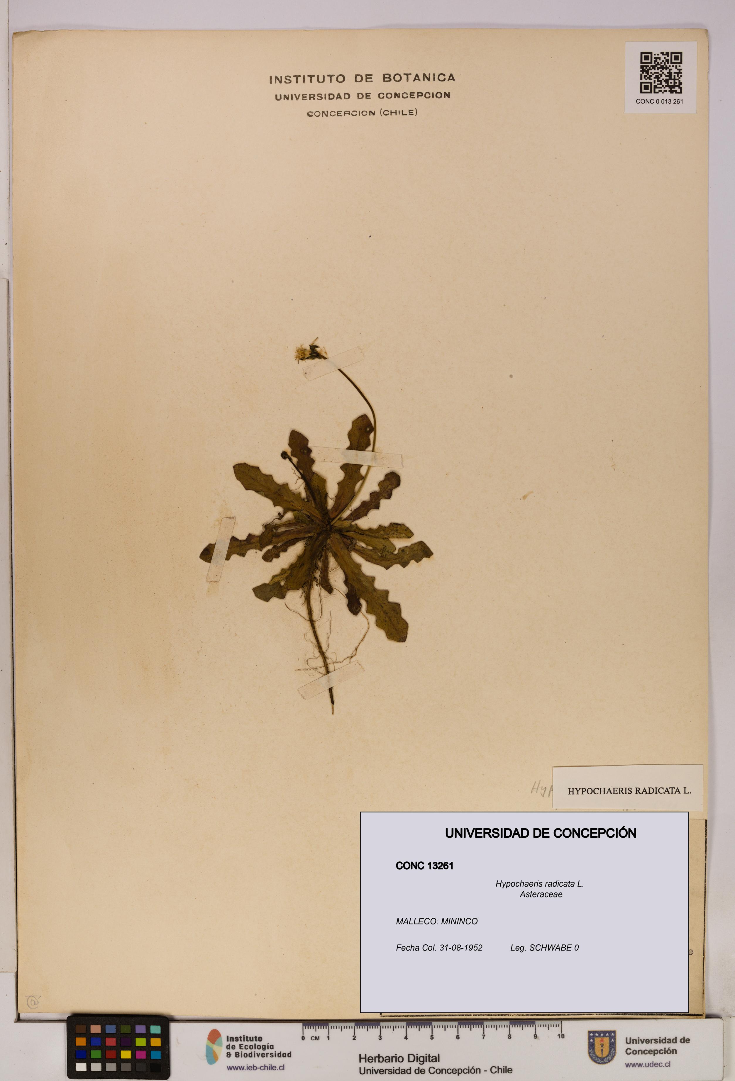 Hypochaeris radicata [Espécimen: UDEC:CONC:0013261]