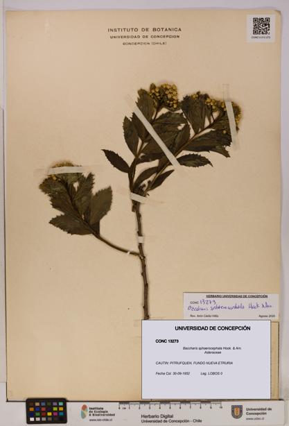 Baccharis sphaerocephala [Espécimen: UDEC:CONC:0013273]