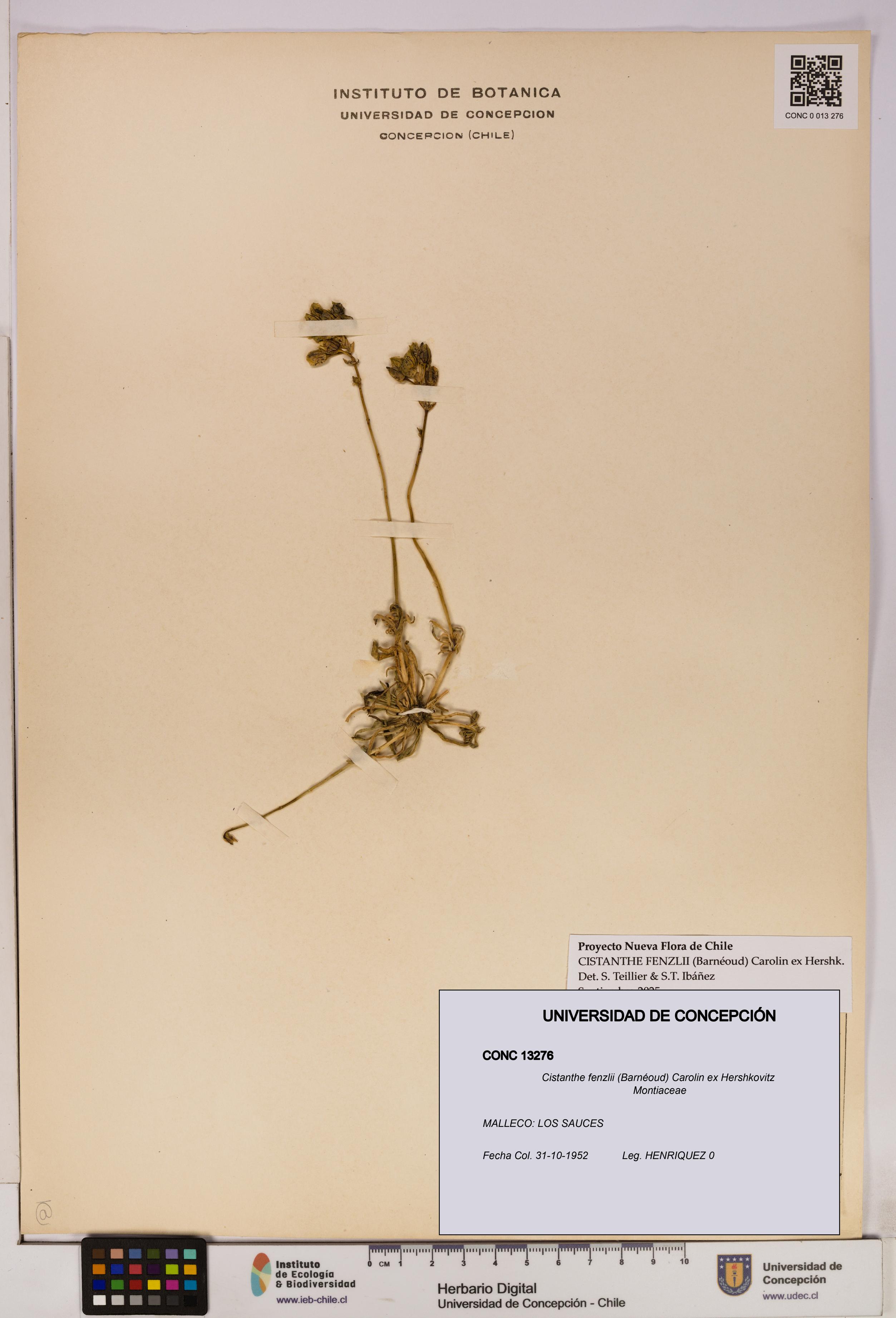 Cistanthe fenzlii [Espécimen: UDEC:CONC:0013276]