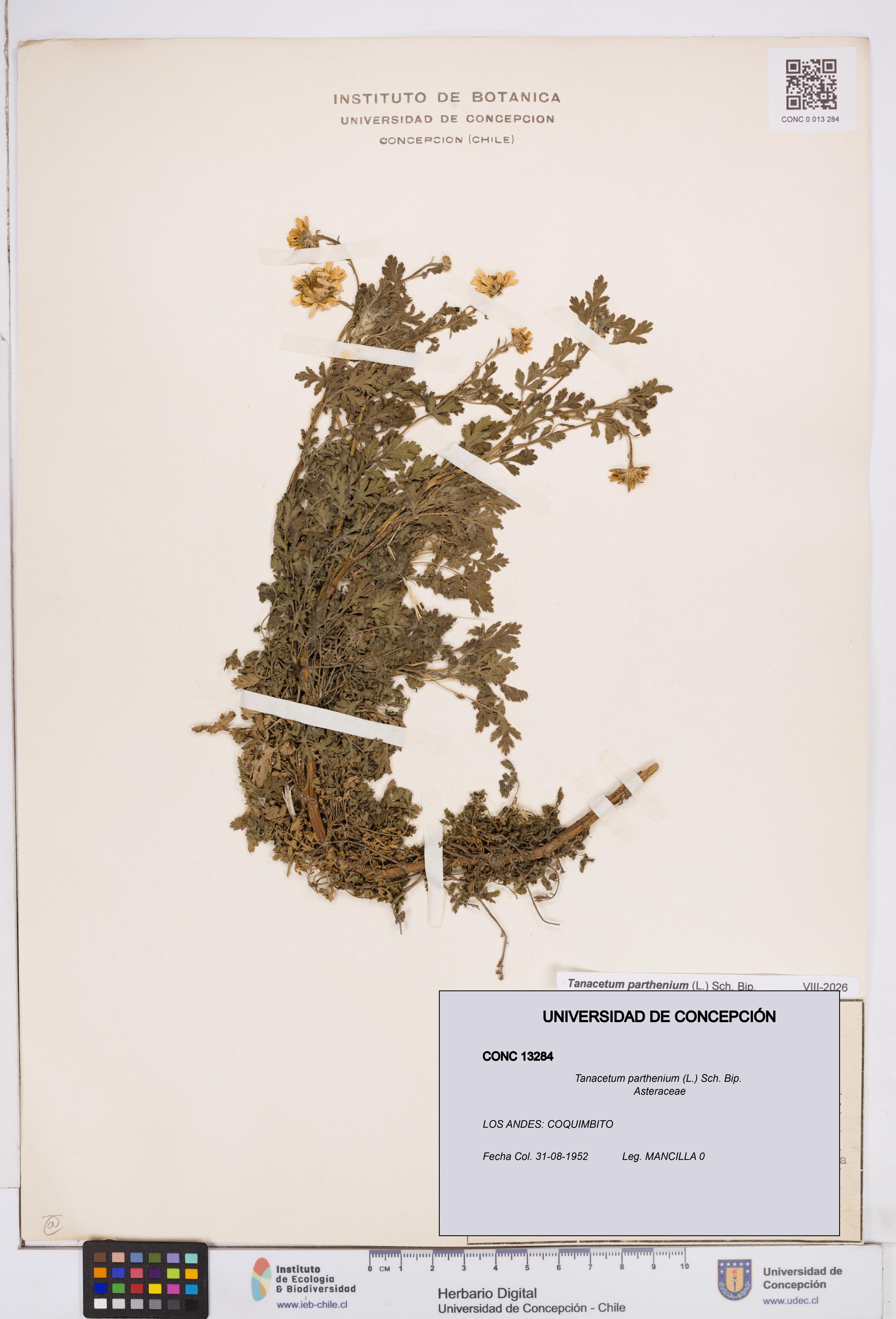 Tanacetum parthenium [Espécimen: ]