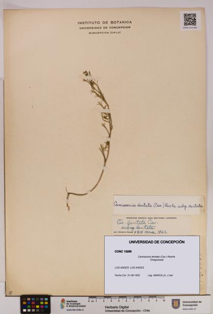 Camissonia dentata [Espécimen: UDEC:CONC:0013295]