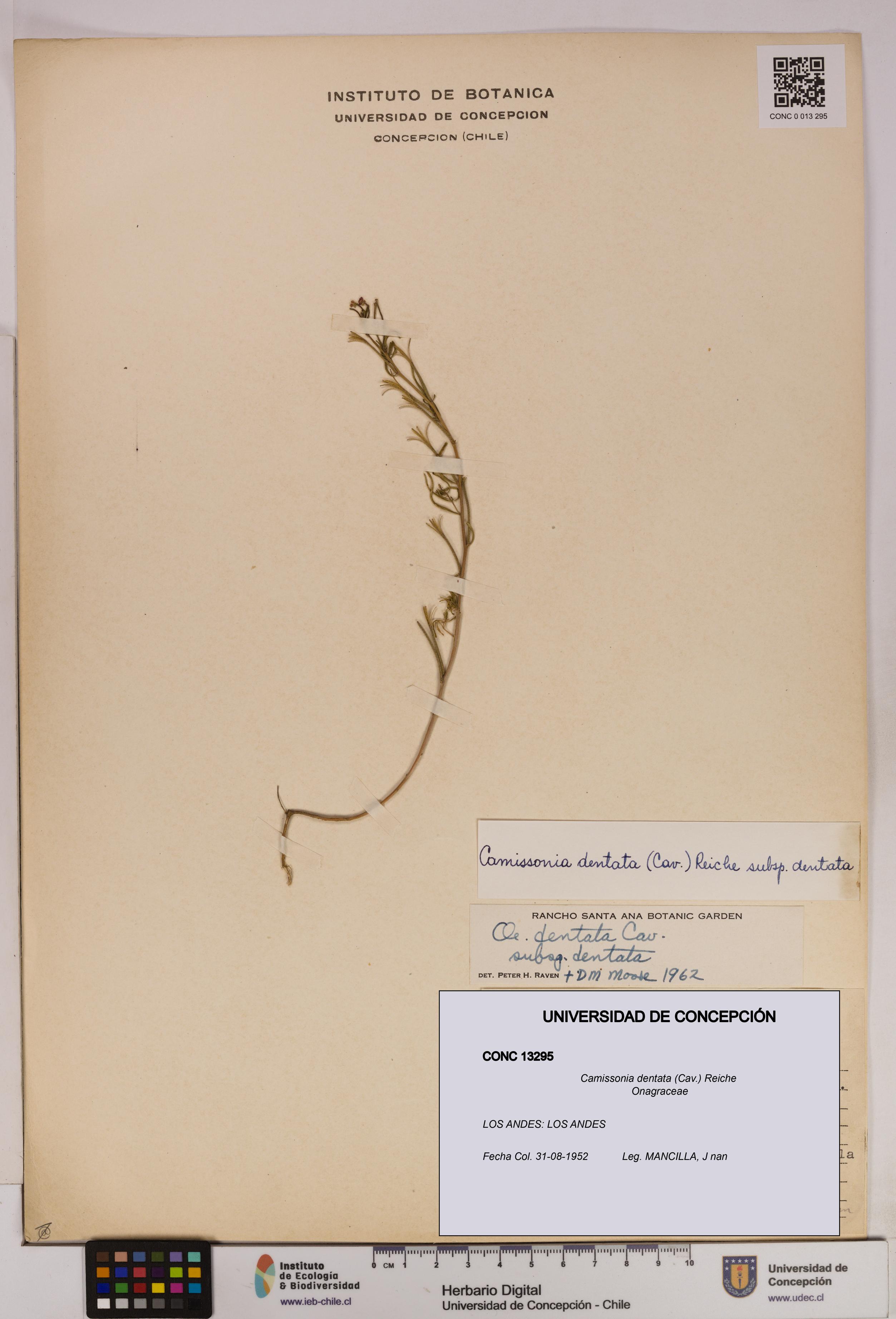 Camissonia dentata [Espécimen: UDEC:CONC:0013295]