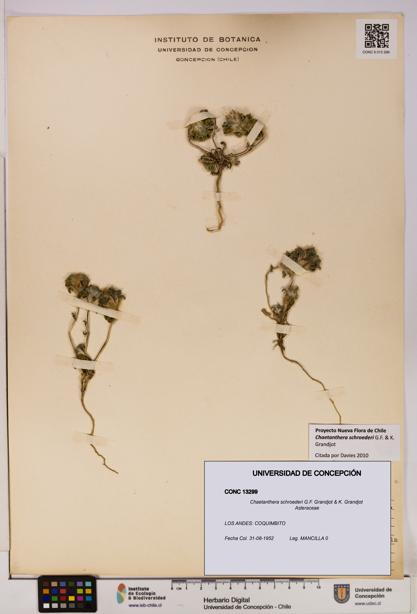 Chaetanthera schroederi [Espécimen: UDEC:CONC:0013299]