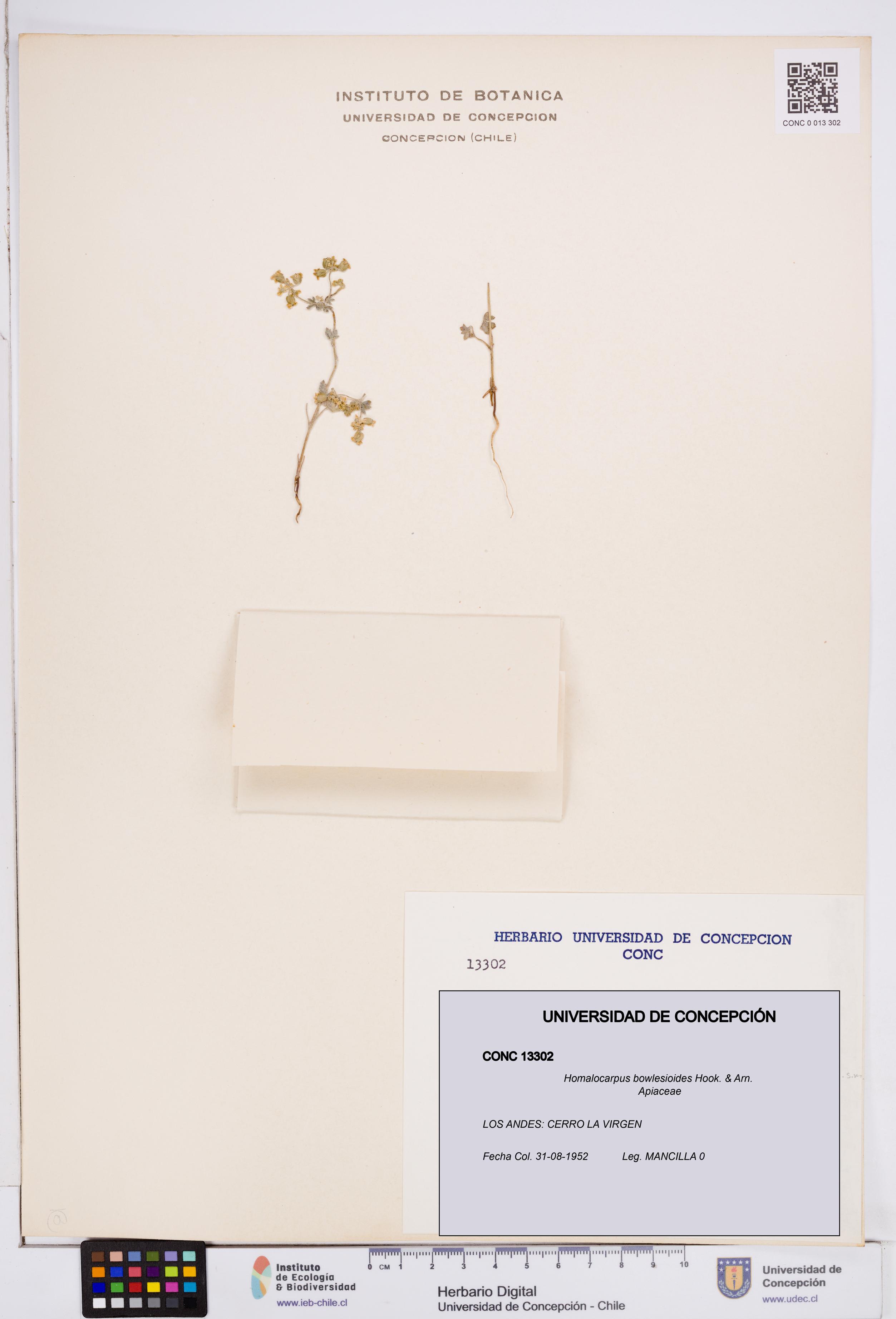 Homalocarpus bowlesioides [Espécimen: ]