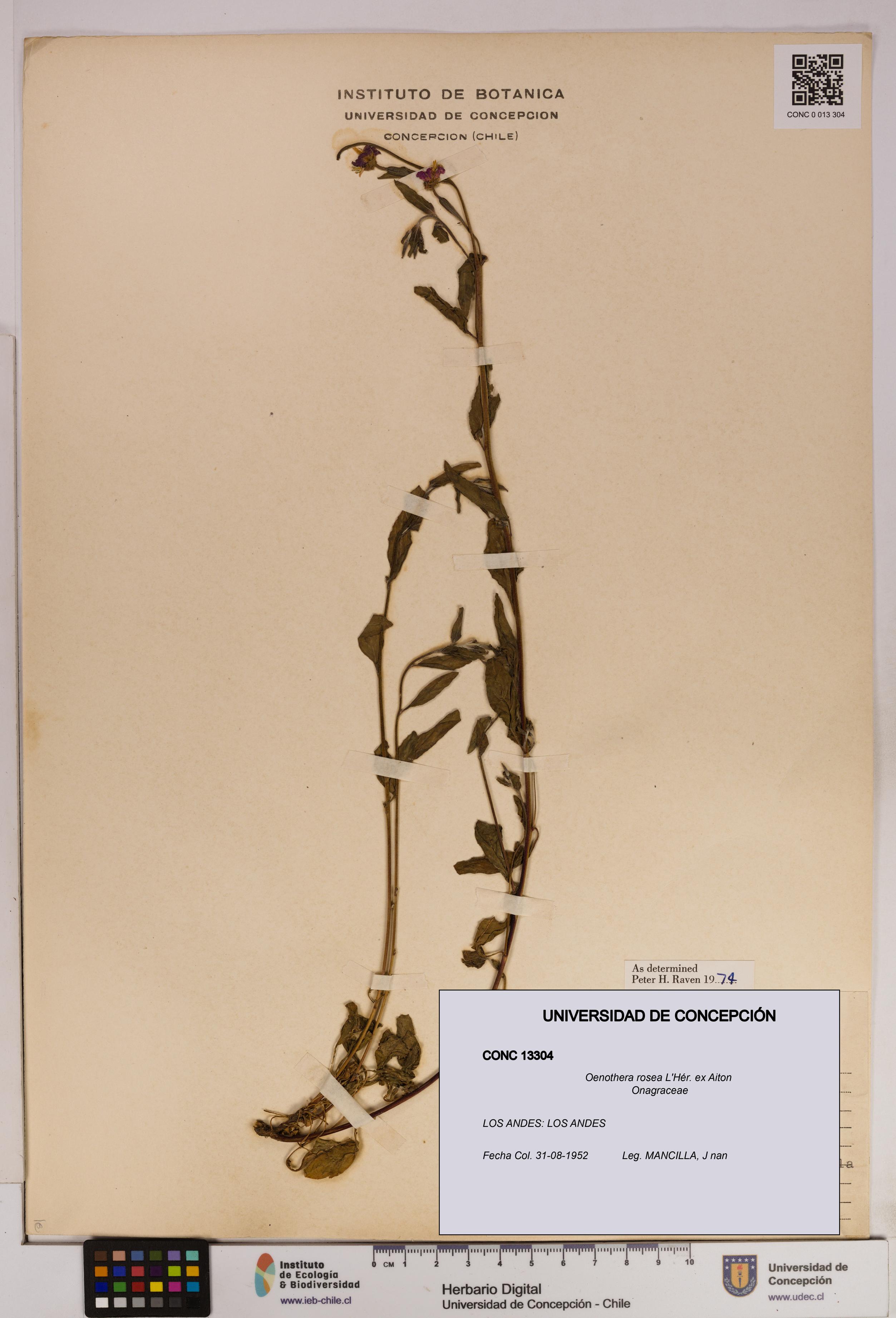 Oenothera rosea [Espécimen: UDEC:CONC:0013304]
