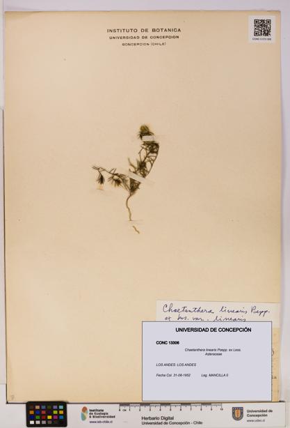 Chaetanthera linearis [Espécimen: UDEC:CONC:0013306]