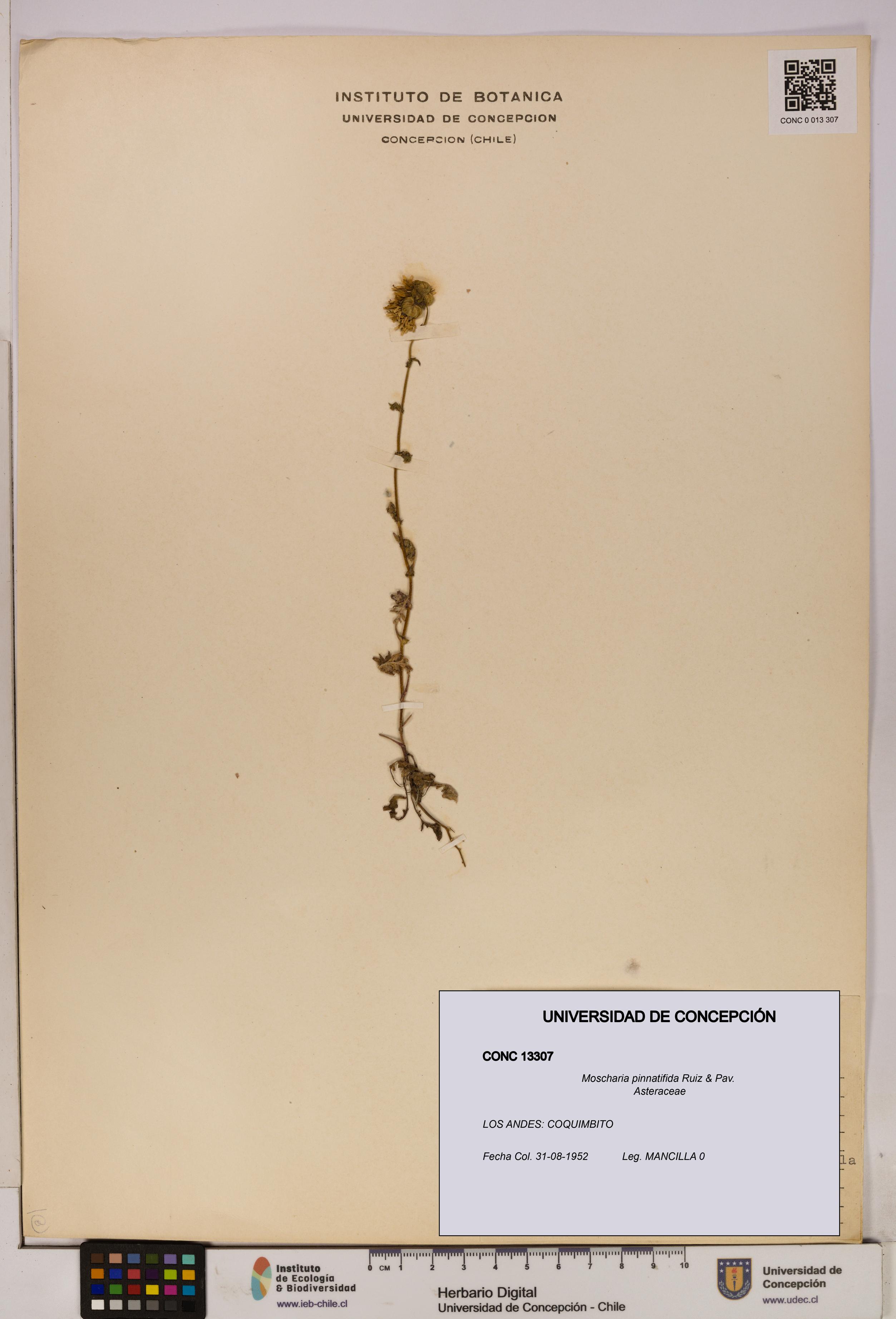 Moscharia pinnatifida [Espécimen: UDEC:CONC:0013307]
