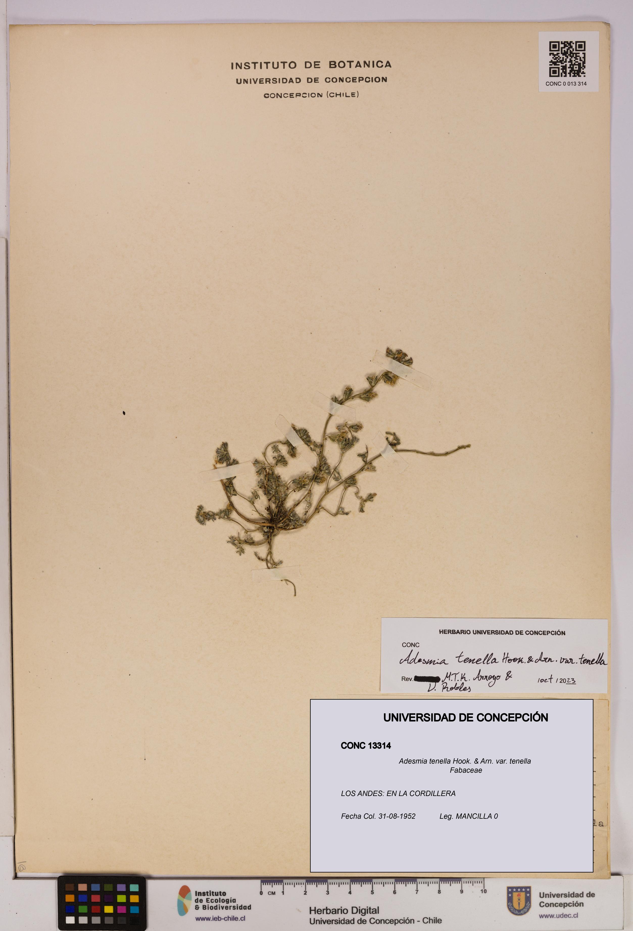 Adesmia tenella var. tenella [Espécimen: UDEC:CONC:0013314]