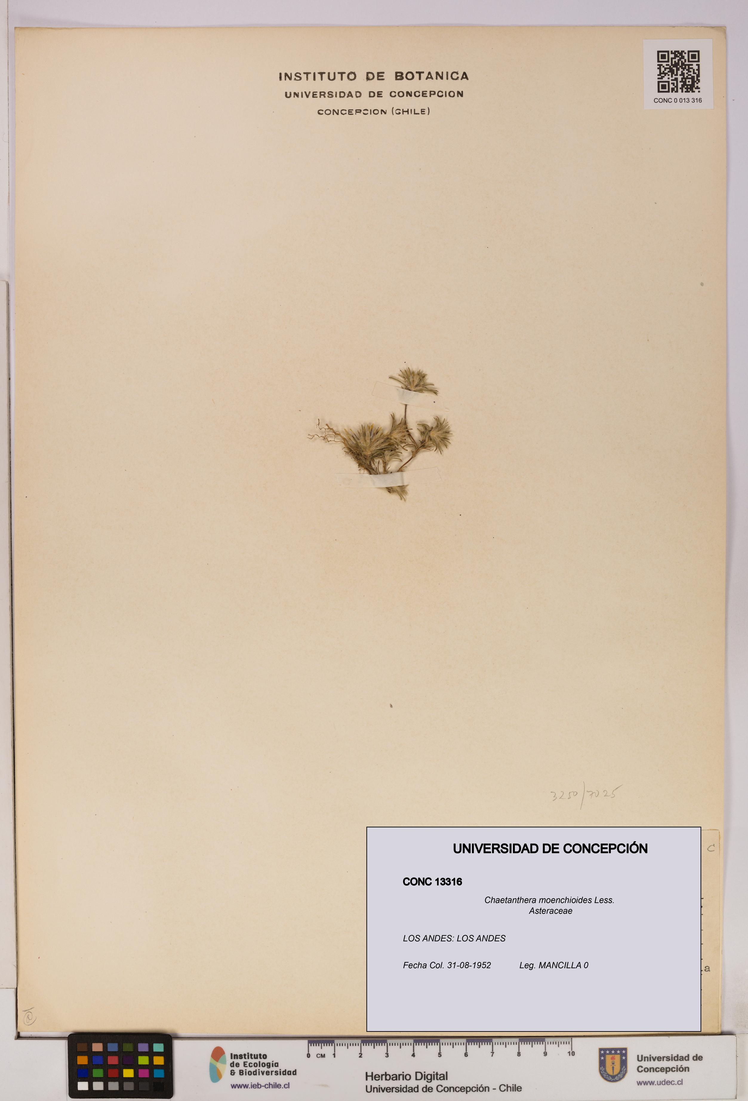 Chaetanthera moenchioides [Espécimen: UDEC:CONC:0013316]