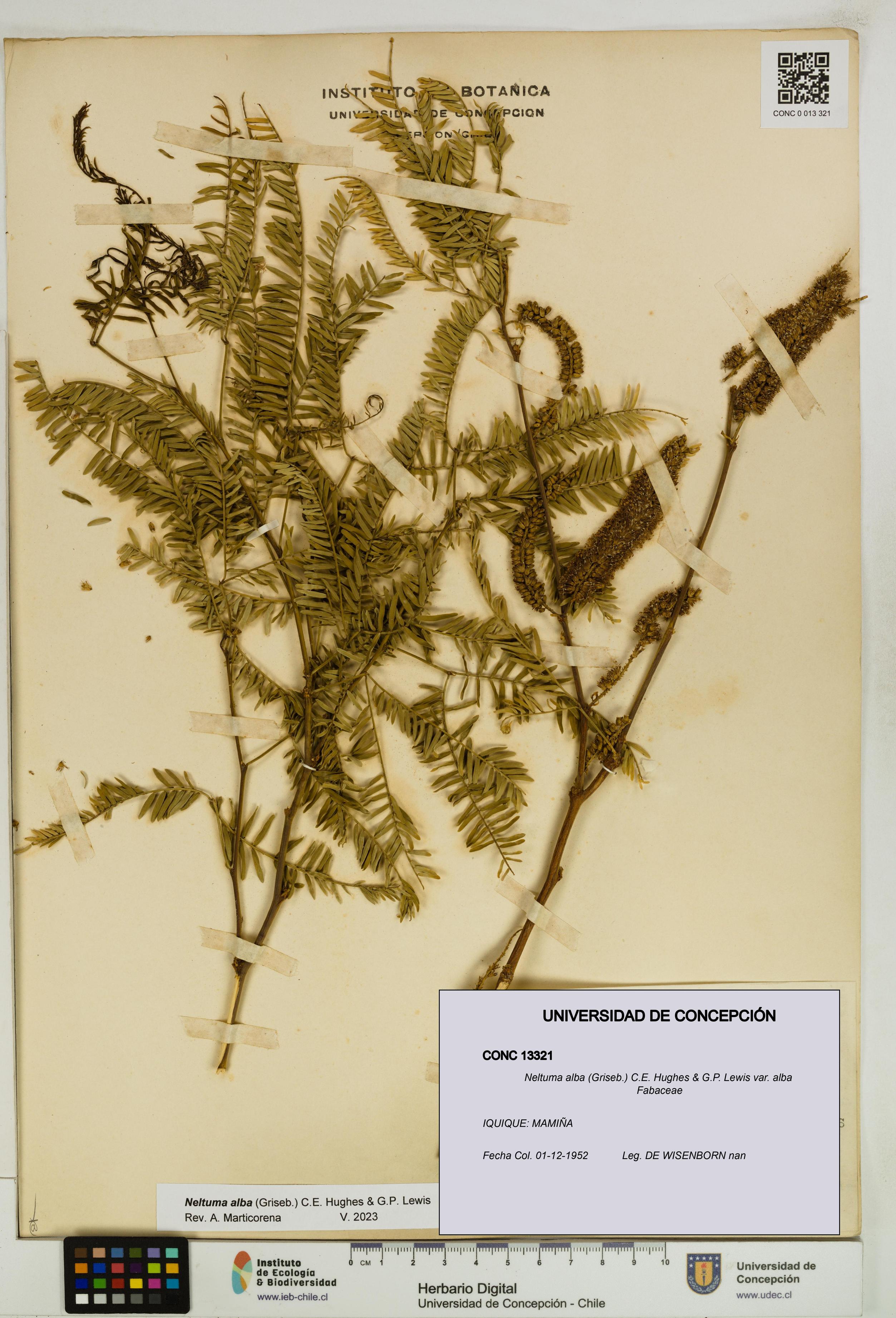 Neltuma alba var. alba [Espécimen: UDEC:CONC:0013321]
