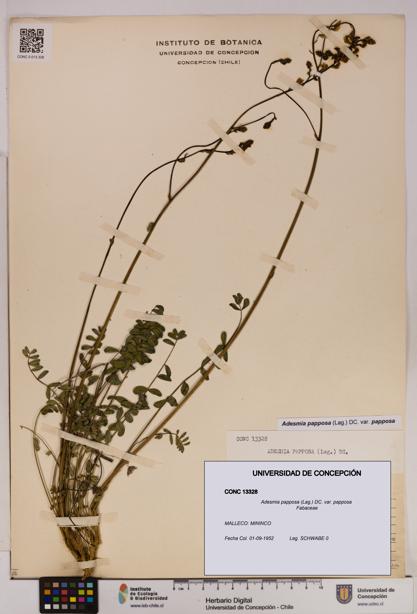Adesmia papposa var. papposa [Espécimen: UDEC:CONC:0013328]