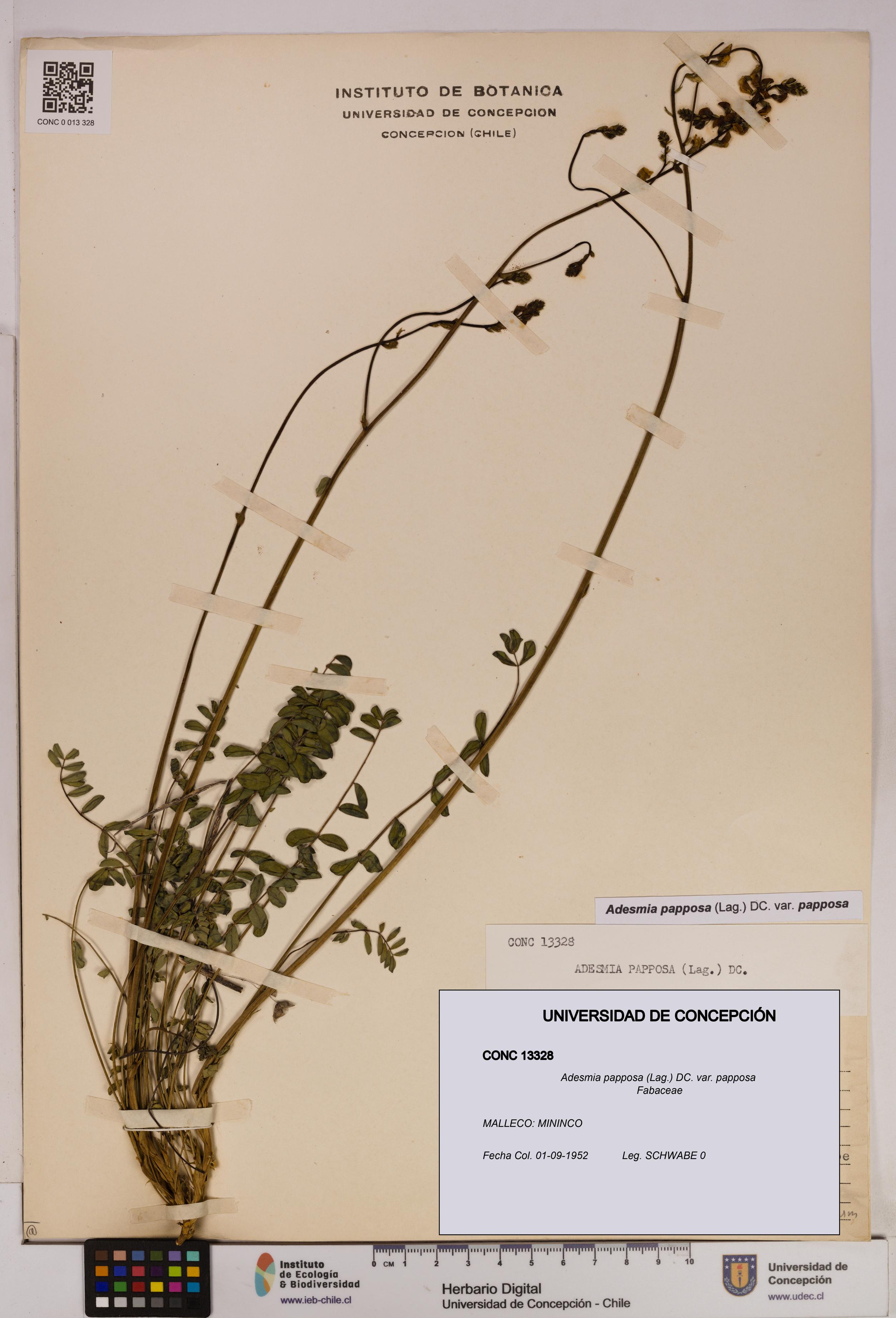 Adesmia papposa var. papposa [Espécimen: UDEC:CONC:0013328]