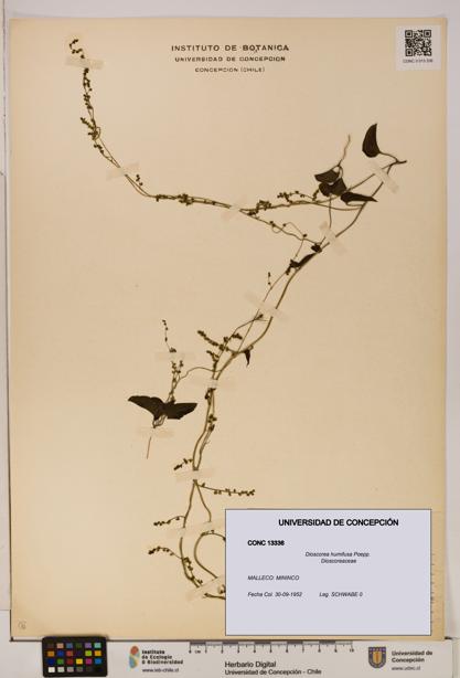 Dioscorea humifusa [Espécimen: ]