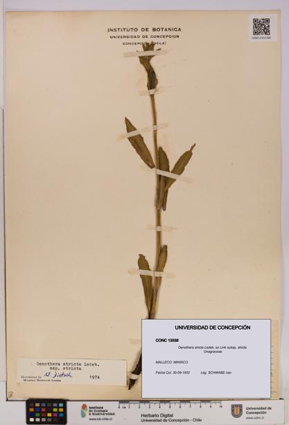 Oenothera stricta subsp. stricta [Espécimen: UDEC:CONC:0013338]