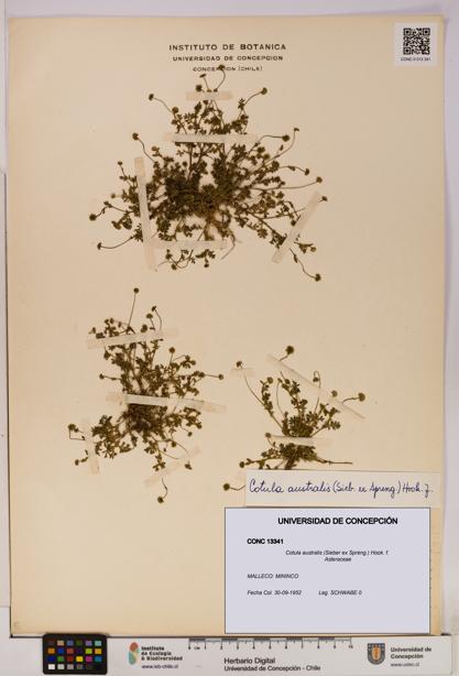Cotula australis [Espécimen: UDEC:CONC:0013341]