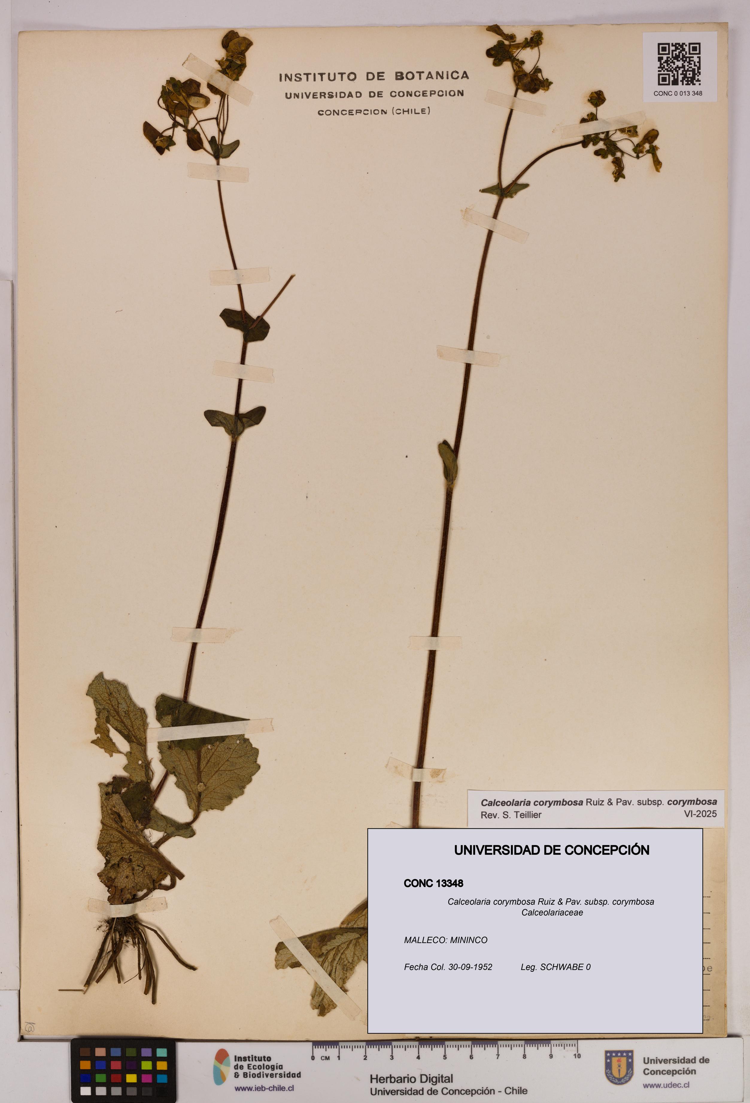 Calceolaria corymbosa subsp. corymbosa [Espécimen: UDEC:CONC:0013348]