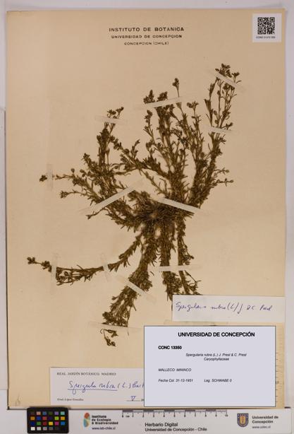 Spergularia rubra [Espécimen: UDEC:CONC:0013350]