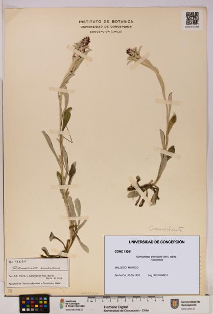 Gamochaeta americana [Espécimen: UDEC:CONC:0013351]