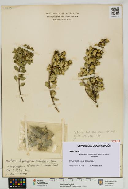 Myrceugenia colchaguensis [Espécimen: UDEC:CONC:0013410]