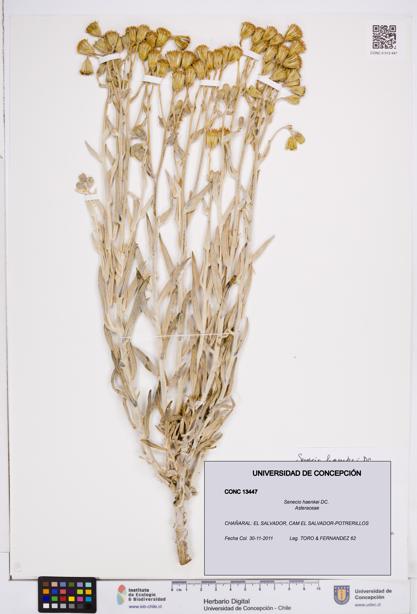 Senecio haenkei [Espécimen: ]