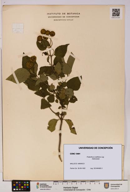Podanthus ovatifolius [Espécimen: ]