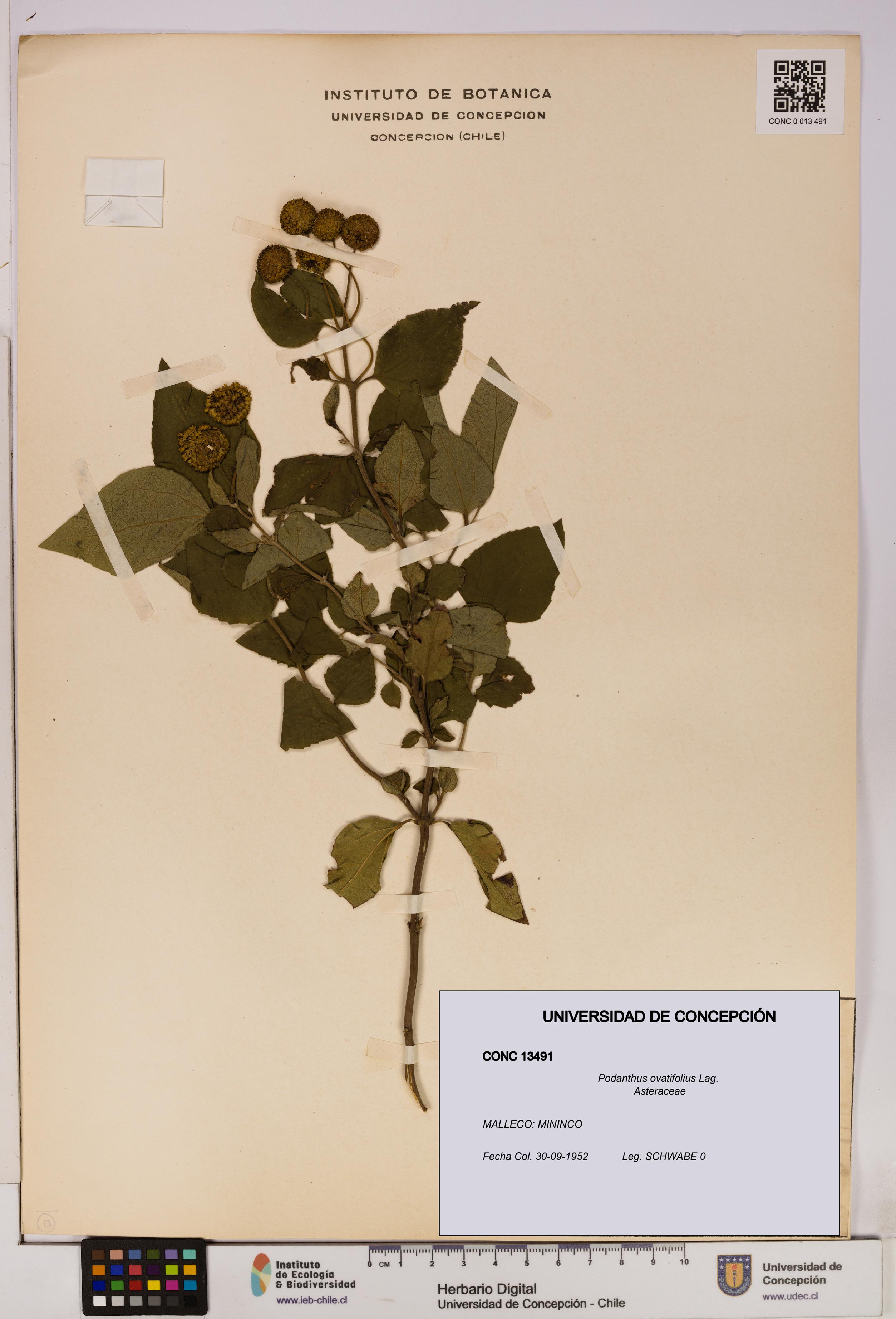 Podanthus ovatifolius [Espécimen: ]