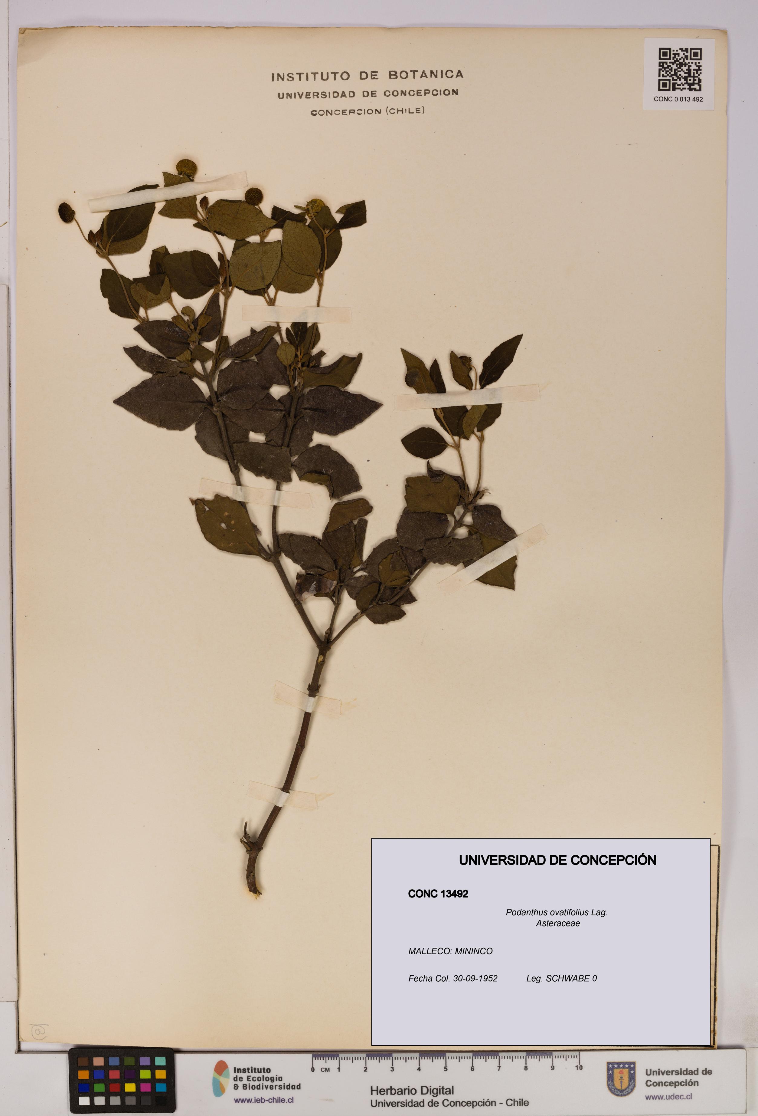 Podanthus ovatifolius [Espécimen: ]