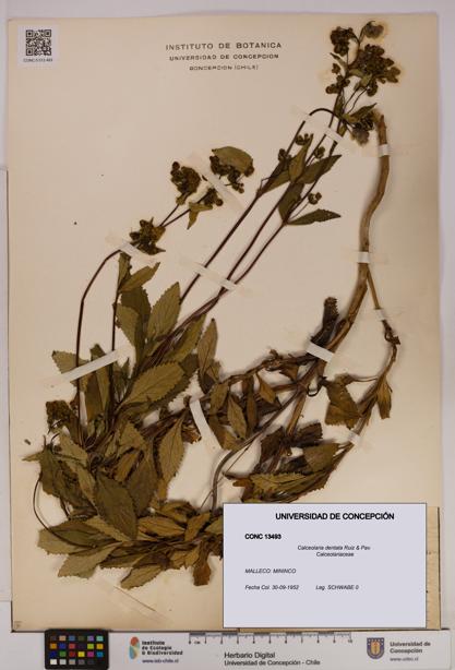 Calceolaria dentata [Espécimen: UDEC:CONC:0013493]
