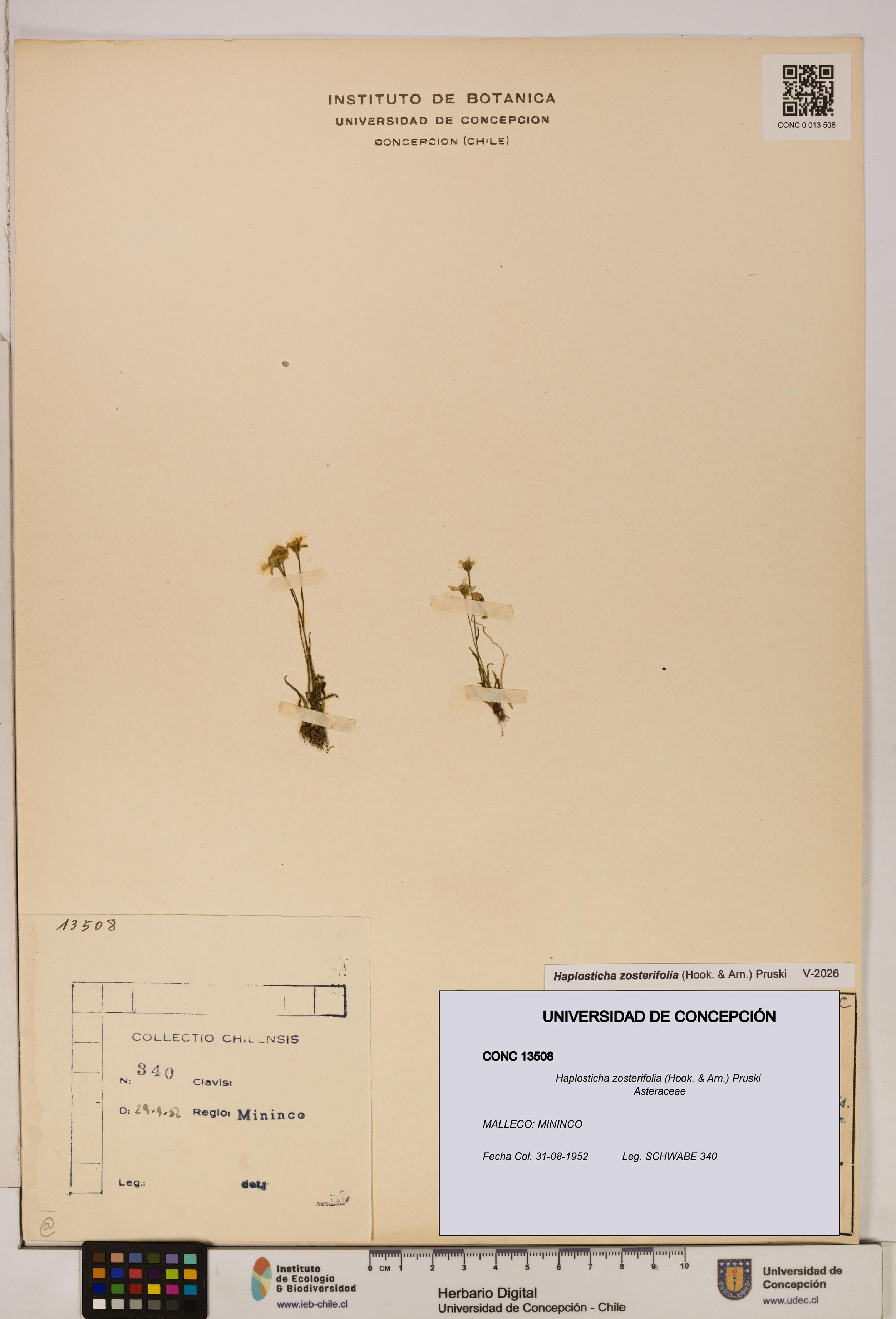 Haplosticha zosterifolia [Espécimen: UDEC:CONC:0013508]