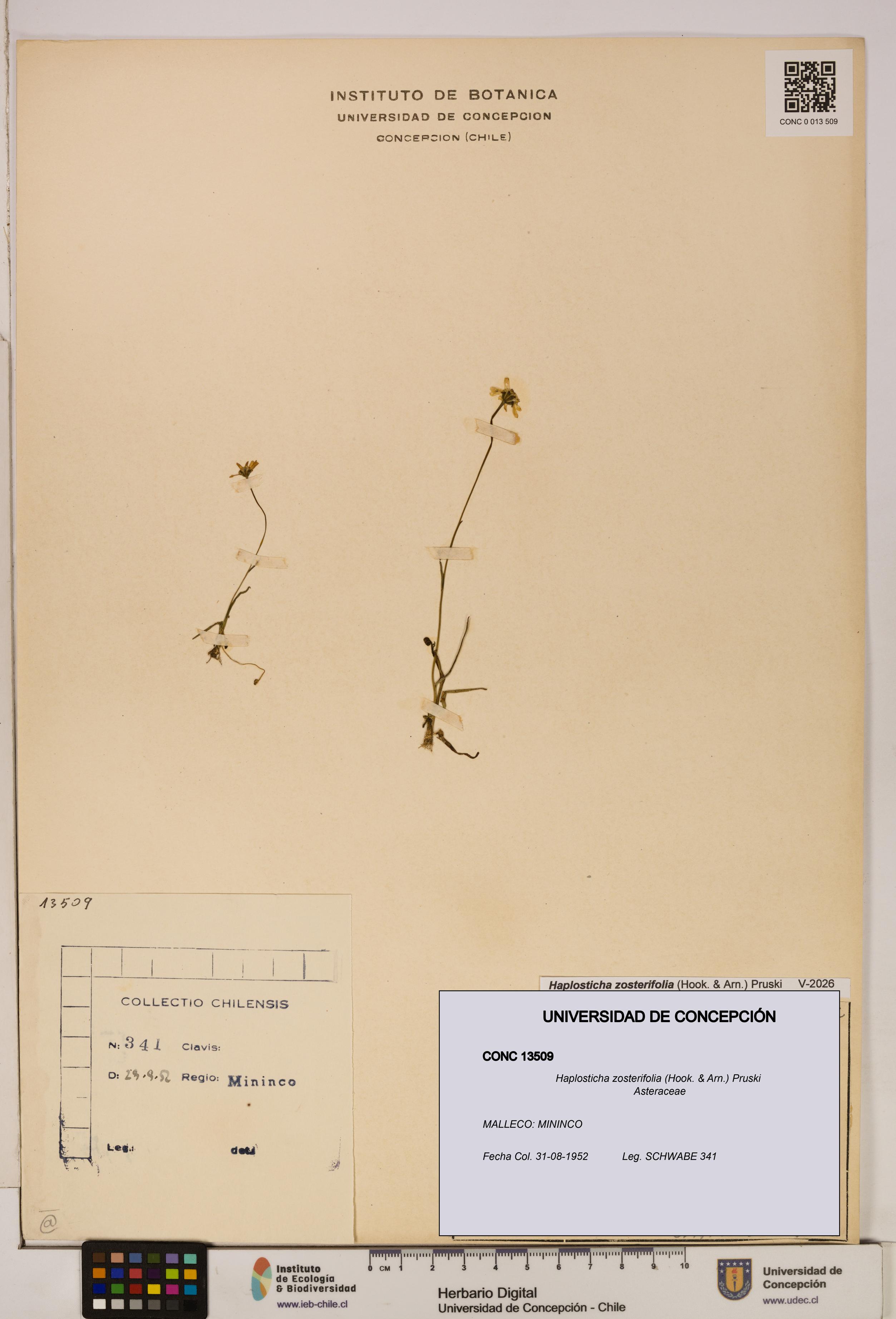 Haplosticha zosterifolia [Espécimen: UDEC:CONC:0013509]
