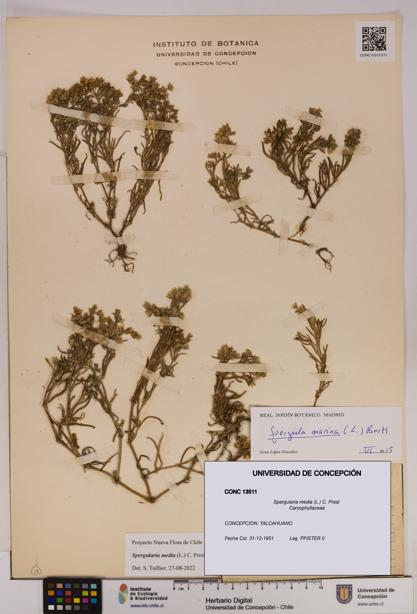 Spergularia media [Espécimen: UDEC:CONC:0013511]