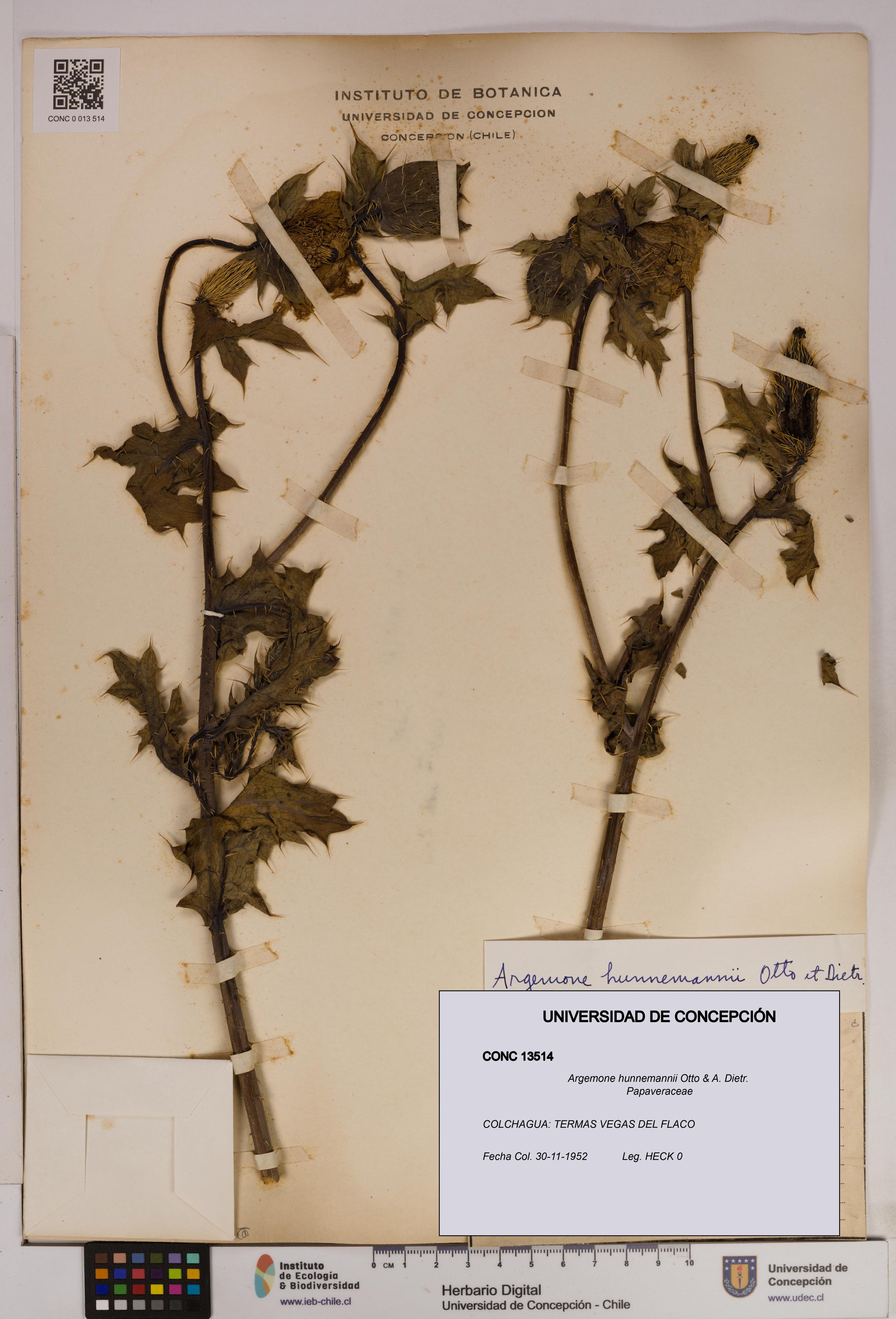 Argemone hunnemannii [Espécimen: UDEC:CONC:0013514]