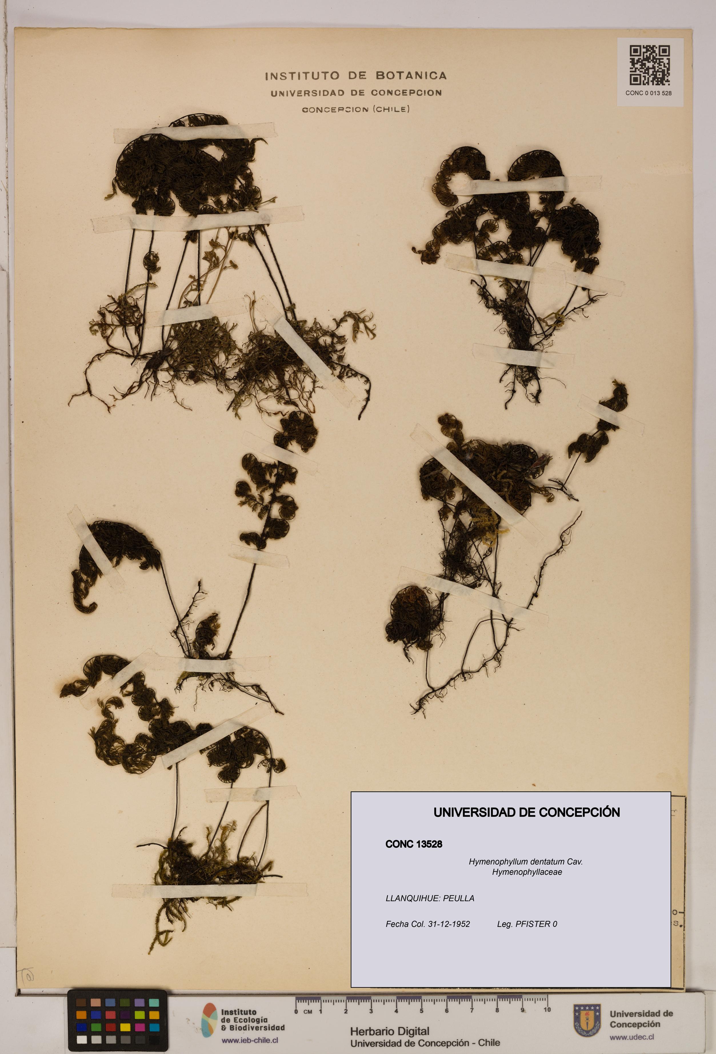 Hymenophyllum dentatum [Espécimen: UDEC:CONC:0013528]