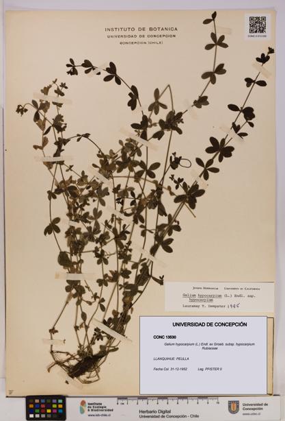 Galium hypocarpium subsp. hypocarpium [Espécimen: UDEC:CONC:0013530]