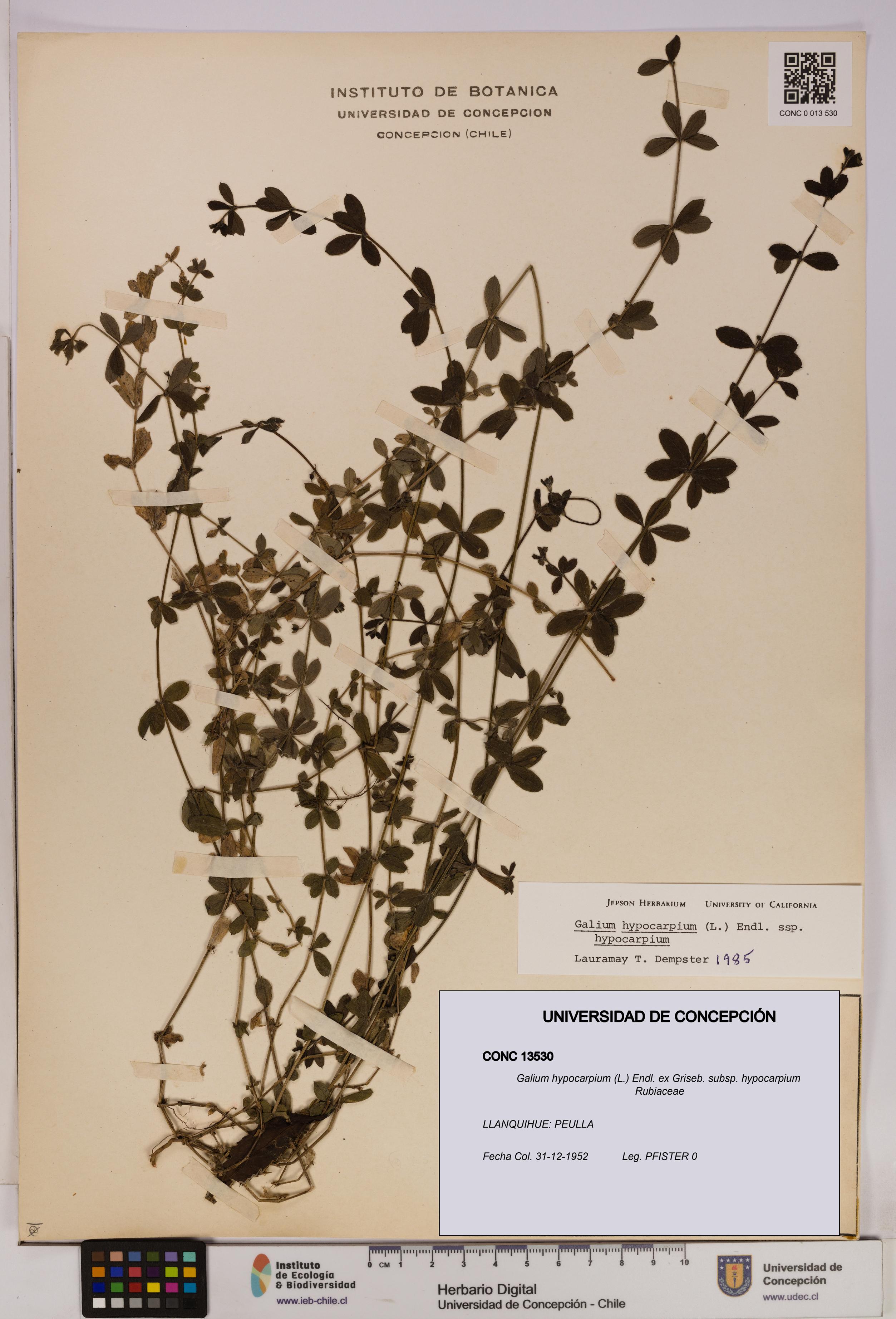 Galium hypocarpium subsp. hypocarpium [Espécimen: UDEC:CONC:0013530]