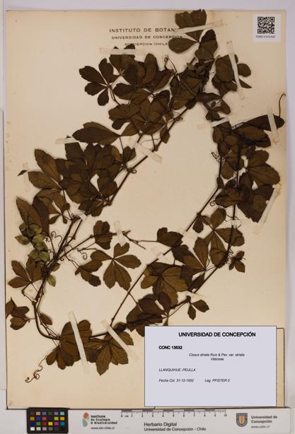 Cissus striata var. striata [Espécimen: UDEC:CONC:0013532]
