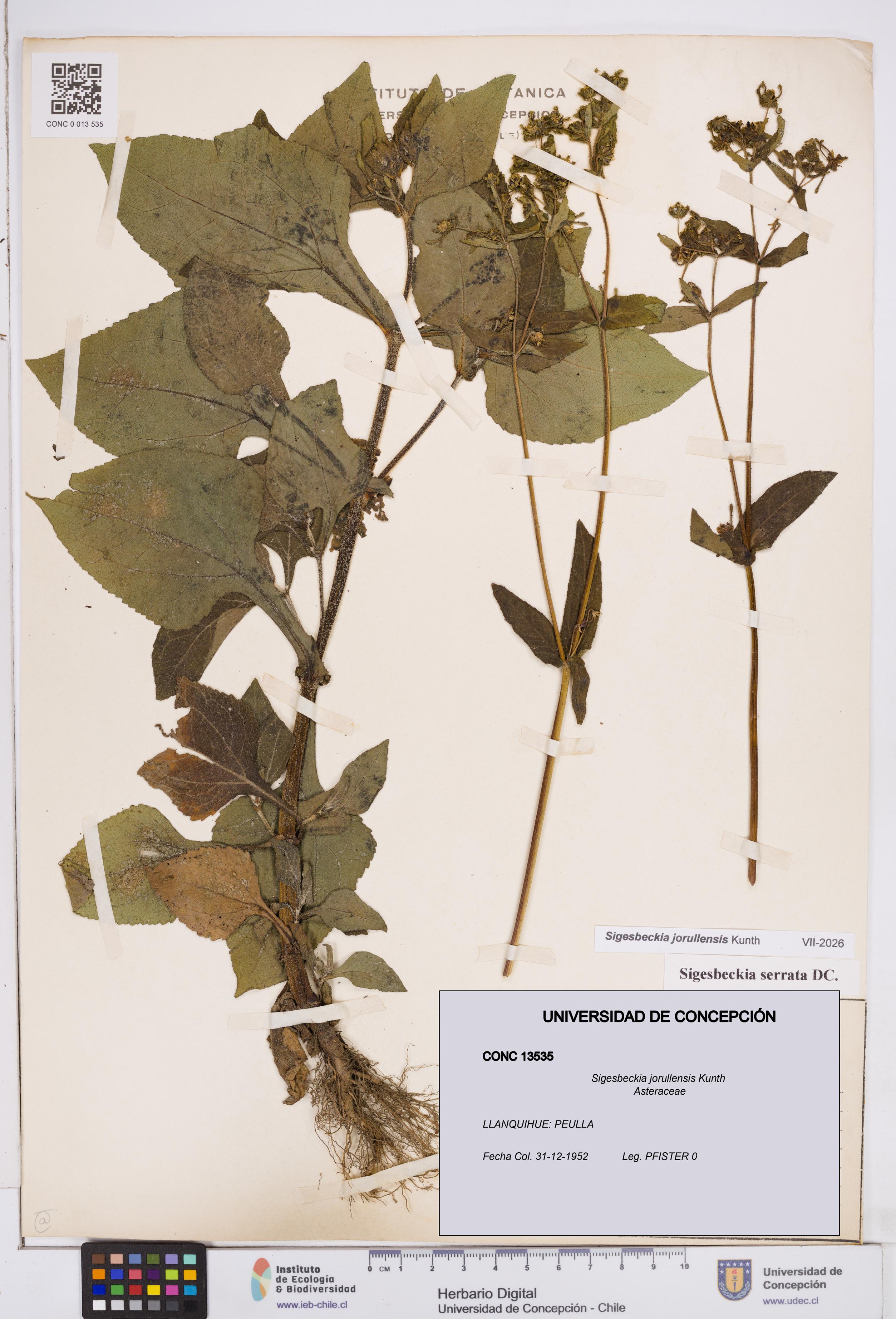 Sigesbeckia jorullensis [Espécimen: ]