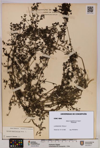 Galium magellanicum [Espécimen: UDEC:CONC:0013540]